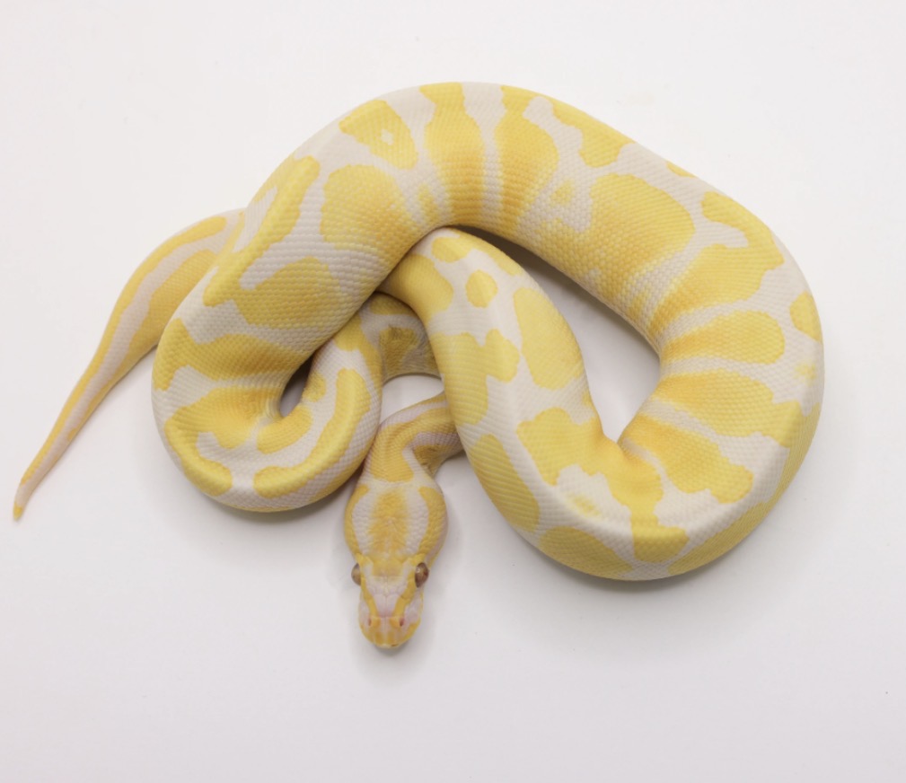 Lavander Albino 66% Het Pied